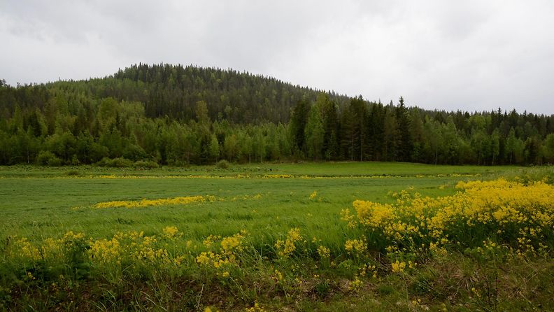 Pilvistä säätä Nurmeksessa 7. kesäkuuta 2015. Lukijan kuva: Maija Savolainen