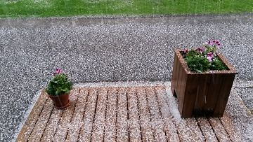 Voimakas raekuuro teki maan valkeaksi Pohjois-Espoossa 8. kesäkuuta 2015. Iltapäivän aikana myös ukkosti ja satoi rankasti. Lukijan kuva: Maria Joutsenjärvi