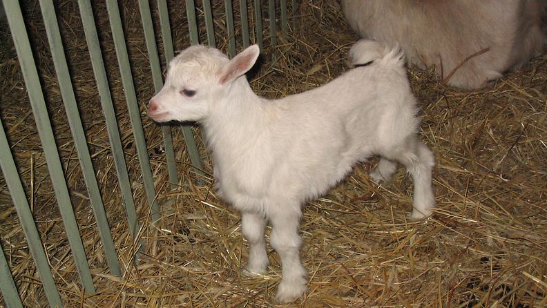 Small_goat