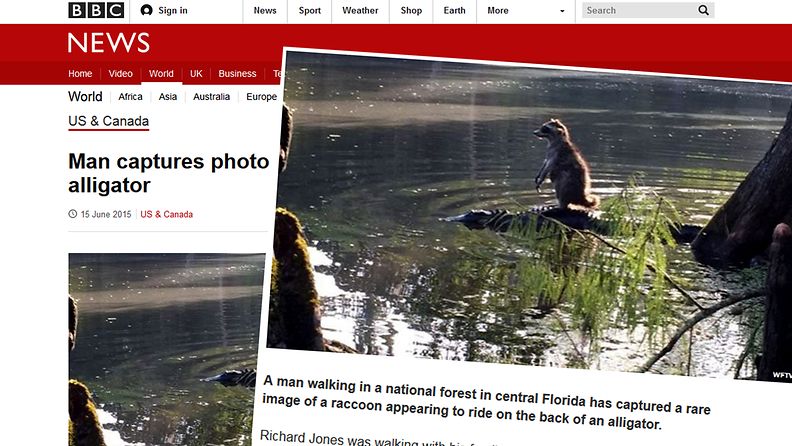 BBC ruutukaappaus alligaattori