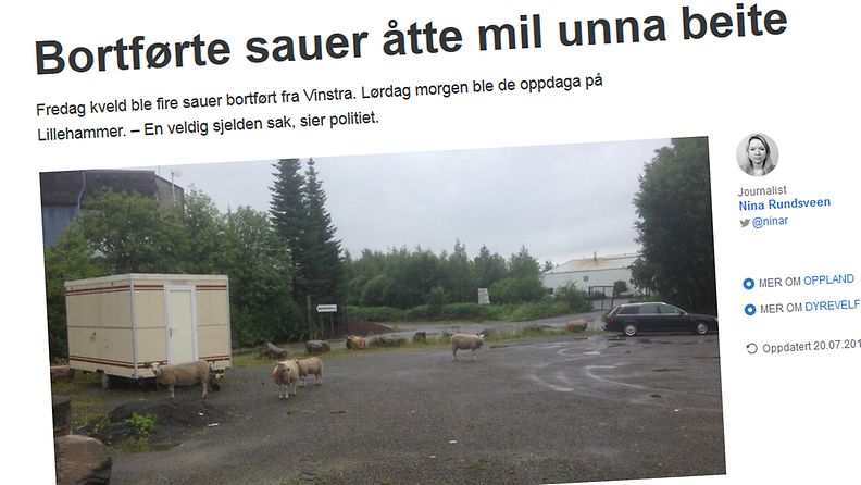 Norjassa siepatut lampaat löydettiin päivää myöhemmin yli 80 kilometrin päästä. Kuvakaappaus NRK:n nettisivulta.
