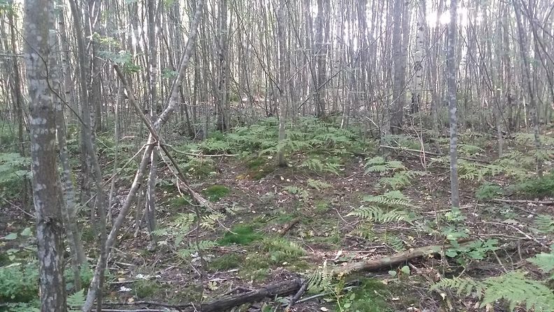Naisen ruumis löytyi Järvenperän tuhopolttopaikan läheisestä metsästä.