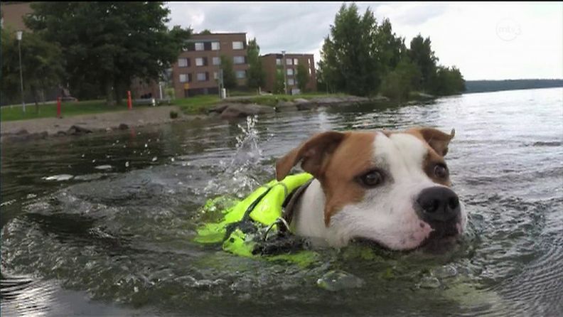 Elmeri-koira rakastaa uimista.