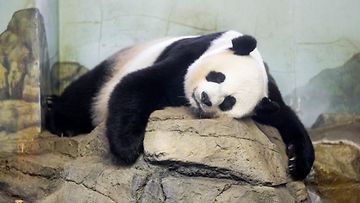 Panda Mei Xiang Washington