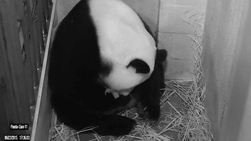 Panda Mei Xiang synnyttää Washingtonissa