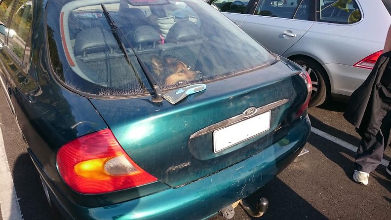 Koira läkähtyy kuumassa autossa
