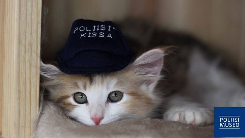 Poliisimuseon Aamu-kissa, 6