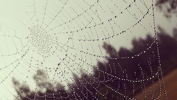 Hämähäkinverkko. Kuva: Tuuli Iltanen