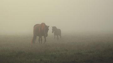 Hevoset sumuisena aamuna 16. syyskuuta 2015 Virroilla. Kuva: Sirpa Jyske
