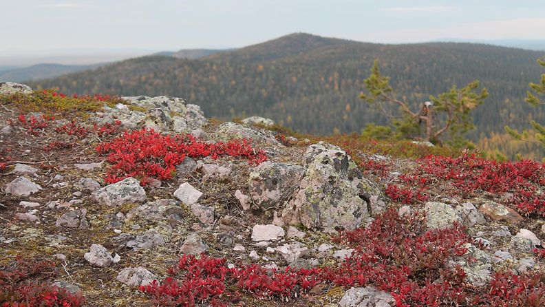 Ruskaa Rukan huipulla 14. syyskuuta 2015. Kuva: Tuula Sipola
