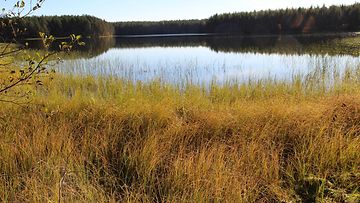 Syksyn sävyyn Syyssävytetty rantamaisema Rokuan kansallispuistossa, Utajärvellä 7.10. Sinikka Kujala