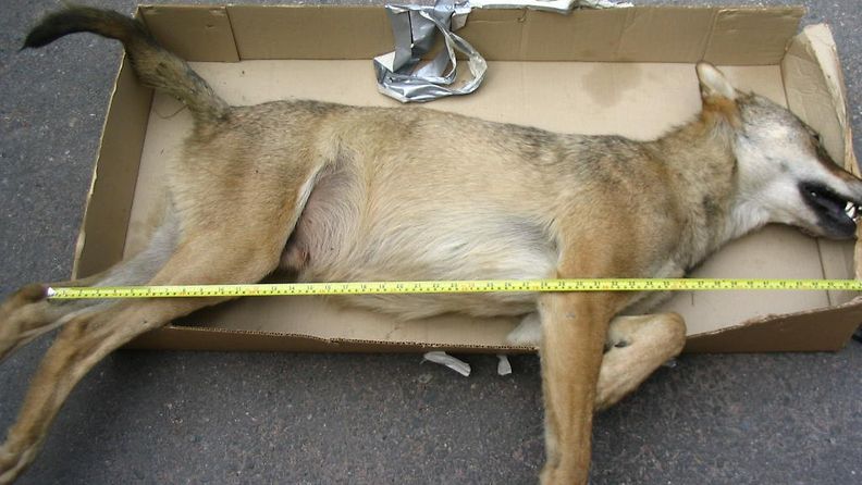 Poliisin maanantaina 10.7.2006 Nurmijärventien pientareelta löytämä nuorehko urossusi, joka painoi 43,6 kg. (1)