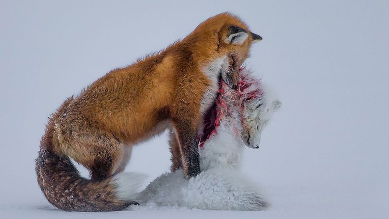"Tale of two foxes". Kuva: Don Gutoski/Wildlife Photographer of the Year