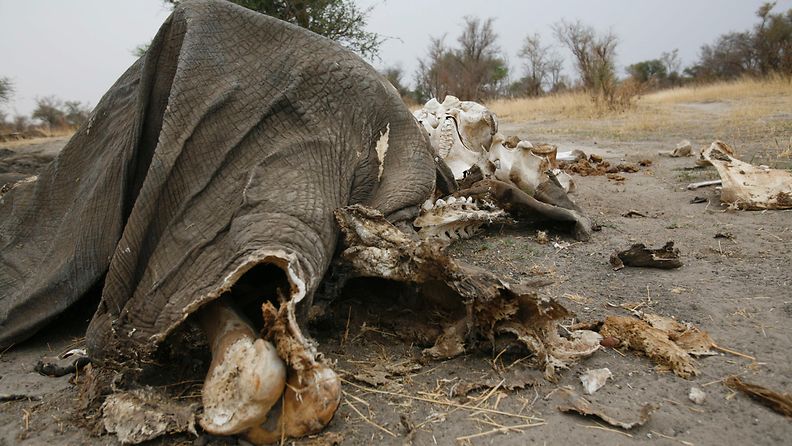 norsu elefantti zimbabwe syaniidi myrkytys salametsästys (1)