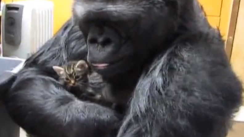 Koko-gorilla ja kissanpentu, 2014 (2)