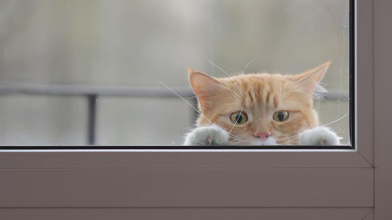 Kissa ikkunassa