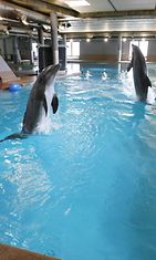 Särkänniemen delfinaarion yli 30-vuotinen taival on ohi – katso uutisvideot  ja kuvat vuosien varrelta 