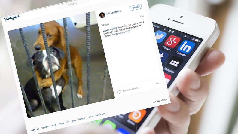 Koirien hali levisi myös Instagramissa. 