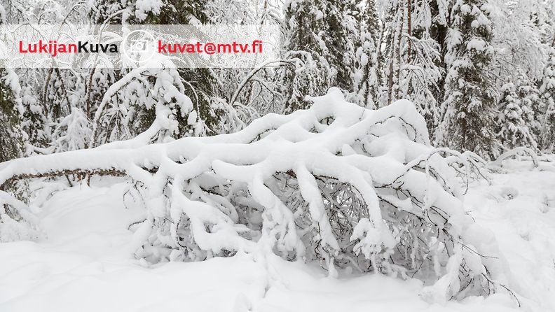 Lunta Pelkosenniemellä 11. marraskuuta 2015. Kuva: Anne Talvensaari