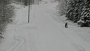 Lumitöitä 11. marraskuuta 2015 Kittilässä tien 80 varrella. Kuva: Liikennevirasto
