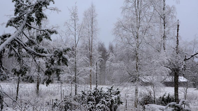 Valkea maa Nurmeksessa aamulla 12. marraskuuta 2015. Kuva: Maija Savolainen