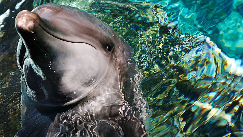 Pullonokkadelfiini kuvattuna merieläinpuistossa Singaporessa.