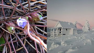 Marraskuun lopun tunnelmia: sinivuokkoja ja lumisia maisemia. Kuvat: Maritta Pyymäki ja Merja Ruotsala