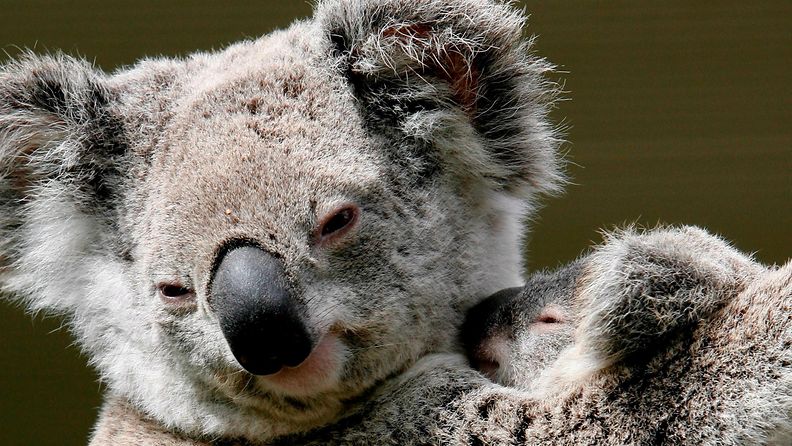 Koalat, koala, Australia
