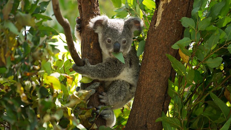 Koalat, koala, Australia, puu