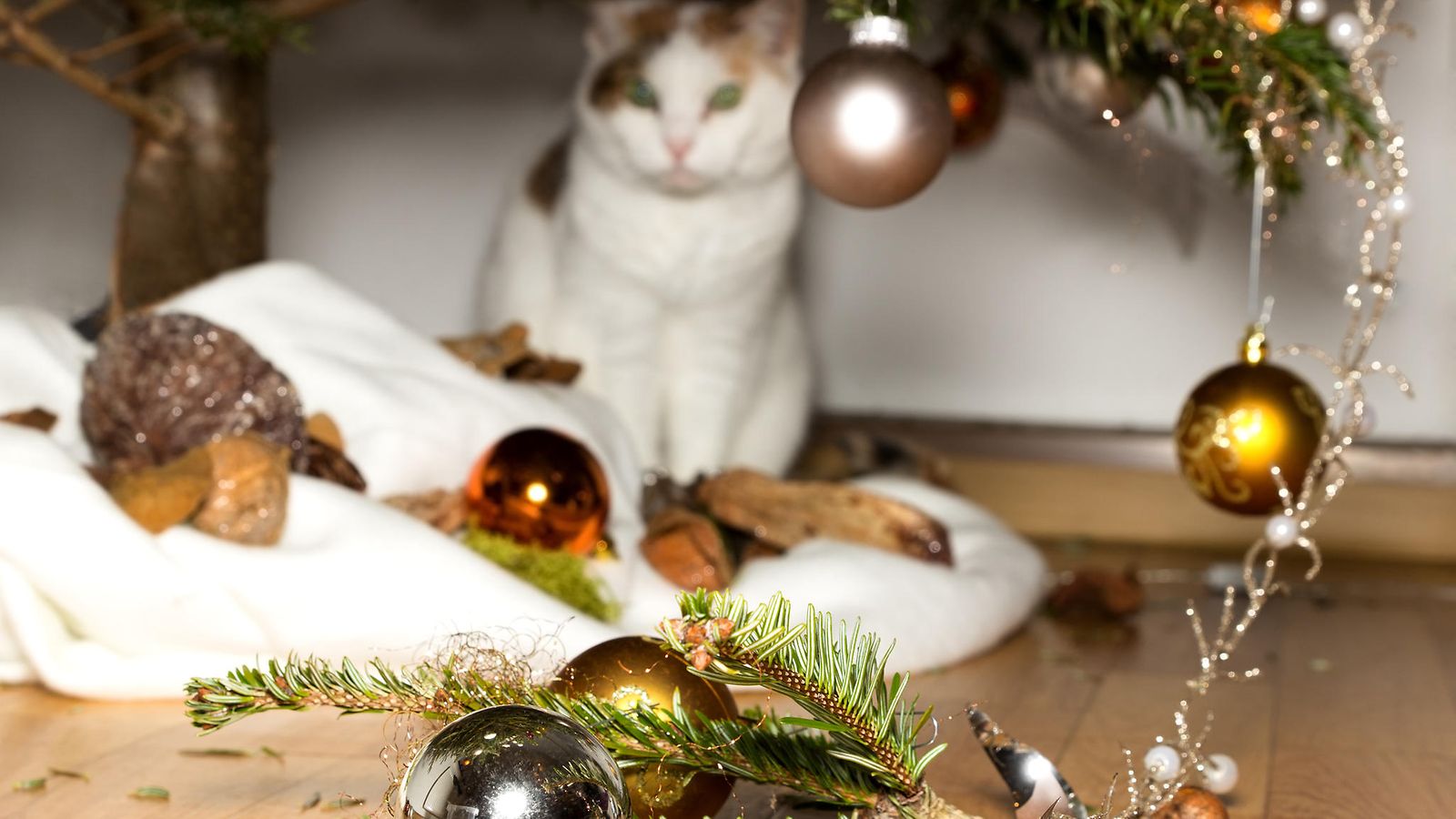 Turvallinen joulu kaikille: Älä päästä kissaa joulukuusen kimppuun! -  