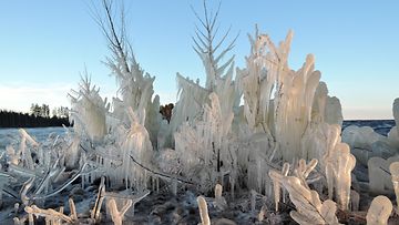 Tyrskyävän veden jäädyttämä ranta Joensuun Hammaslahdessa 27. joulukuuta 2015. Kuva: Matti Eskelinen