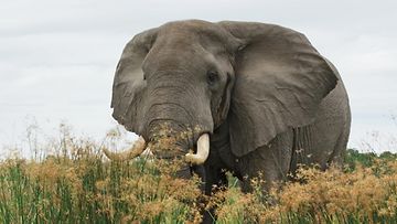elefantti