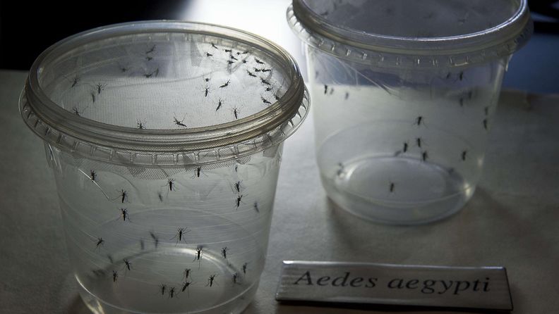 zikavirus zika hyttynen