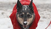 Koira ulkoilee Manhattanilla lumisateessa Copyright: imago/Xinhua/ All Over Press. Photographer: imago/Xinhua.