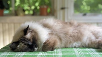 Suomen suosituimmat kissat ovat pitkäkarvaisia – myös Tarja Halosen  kissamaku näkyy tilastoissa 