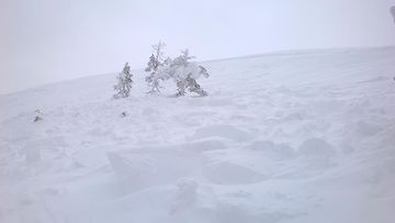 Lumivyöry runteli puita ja pensaita Kesänkitunturissa 13. helmikuuta 2016. Kuva: Antti Hult