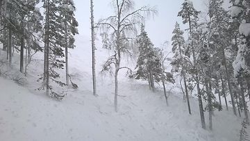 Lumi vyöryi huipulta metsään Kesänkitunturissa 13. helmikuuta 2016. Kuva: Antti Hult