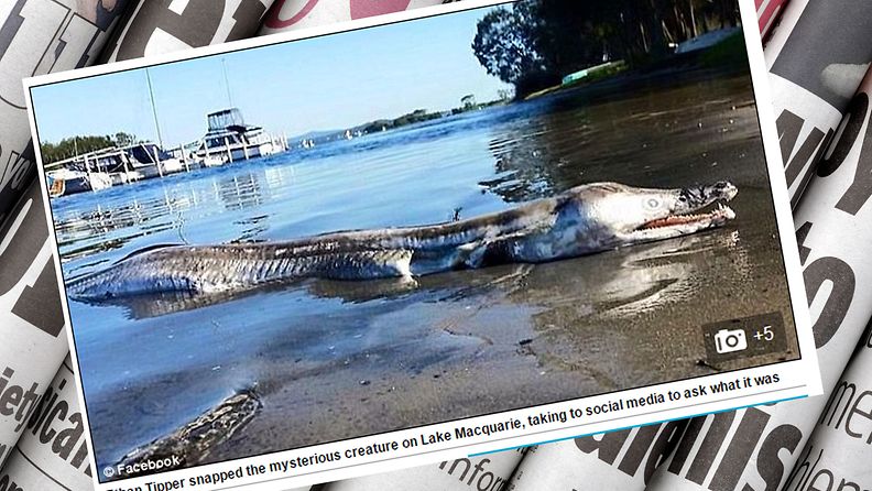 Outo otus huuhtoutui rantaan Australiassa, kuva ruutukaappaus Daily Mail -lehden sivuilta. 
