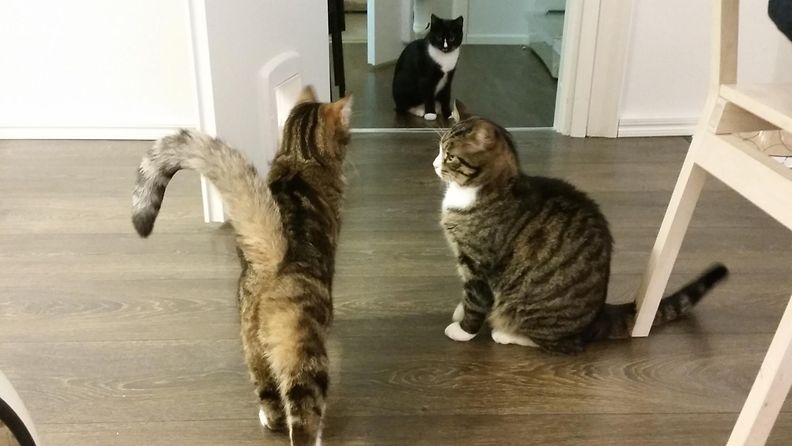 Kissat odottelevat ruokailuhetkeä.