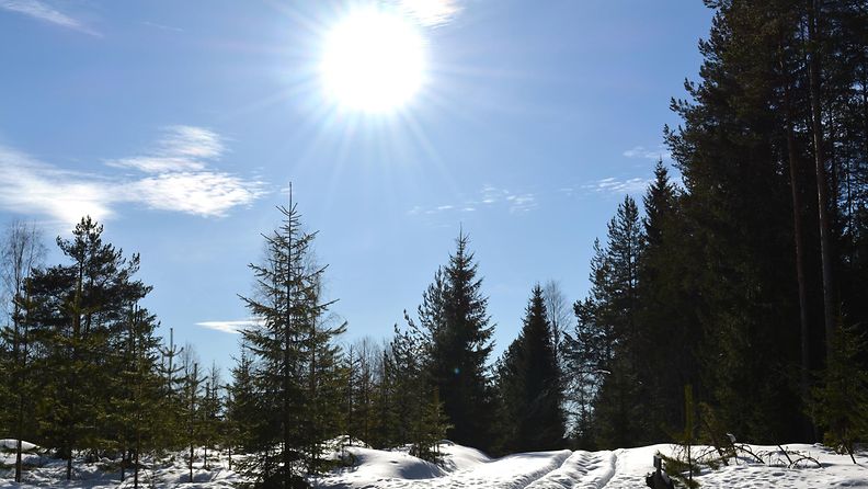 Aurinkoa Nurmeksessa 13. maaliskuuta 2016. Kuva: Maija Savolainen