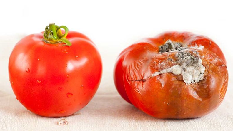 tomaatti (1)