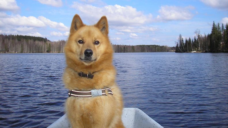 Heikki Sivillin koira pääsi vapun viettoon vesille Uurasilla. 