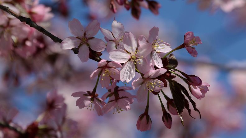 Kirsikkapuu kukkii Helsingissä 5. toukokuuta 2016. Kuva: Kalevi Hämäläinen