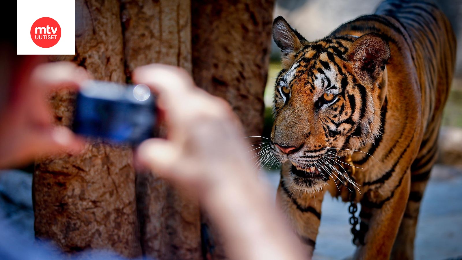 Kuvat: Pennuista lääkeliimaa, iäkkäistä yksilöistä potenssiviiniä –  Talouskasvu pahentaa tiikerien ahdinkoa rumalla tavalla 