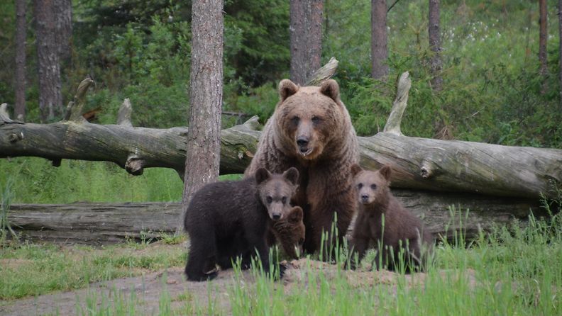 Karhut, karhuemo ja poikaset metsänrajassa