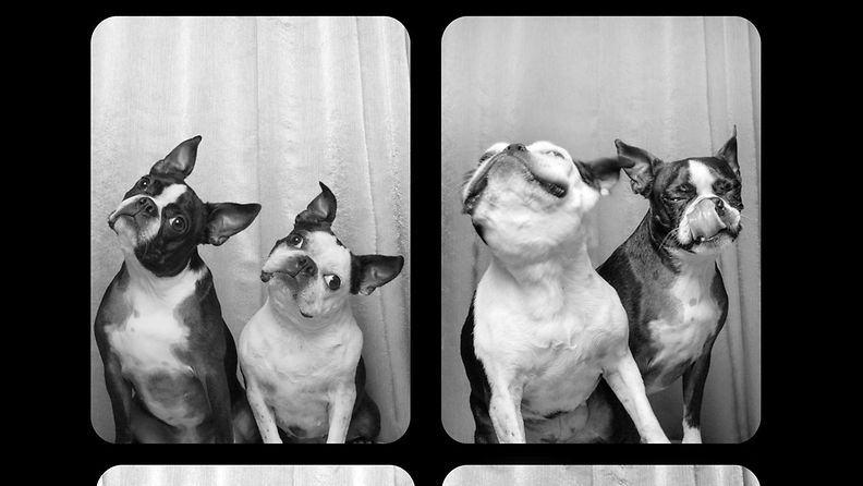 Koirien Photobooth-kuvaus 1