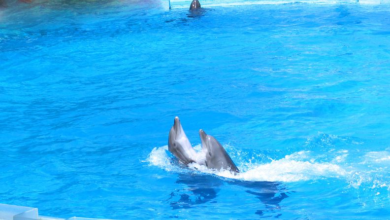 delfiiniallas