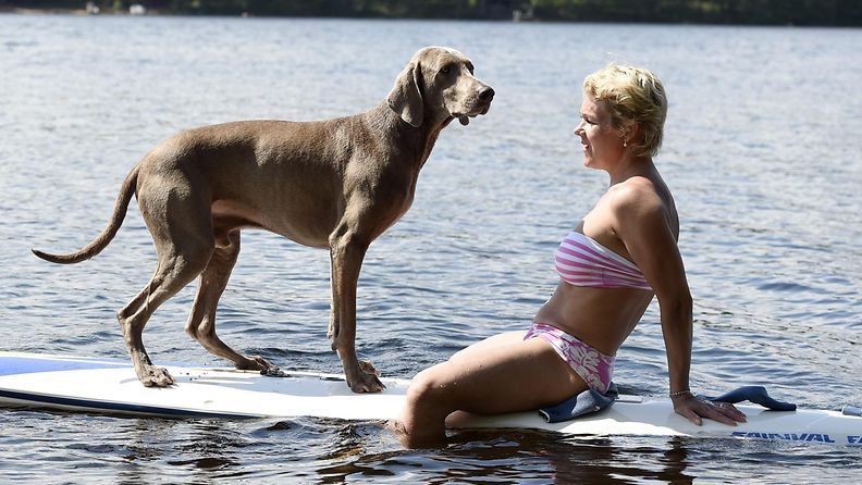 Marjo Nukari, weimarinseisoja, koira helle kesä loma järvi uinti eläin uimaranta ranta lämpö sää lämmin kuuma