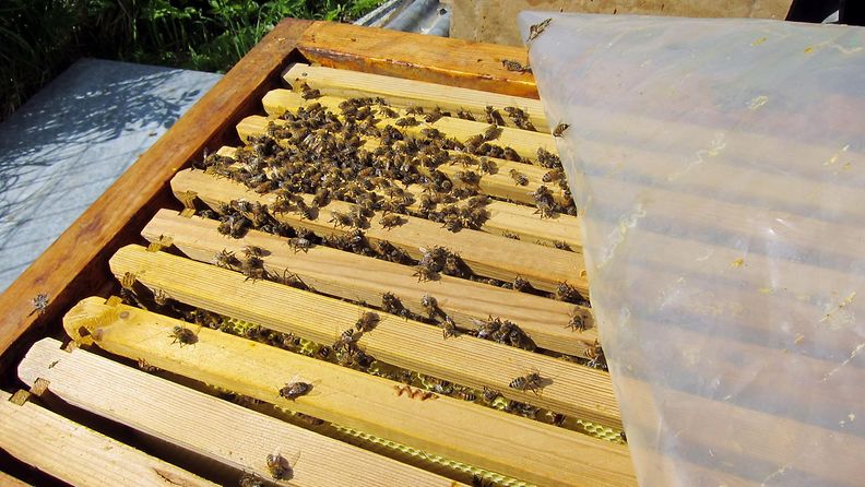 Mehiläinen, mehiläiset, mehiläispesä