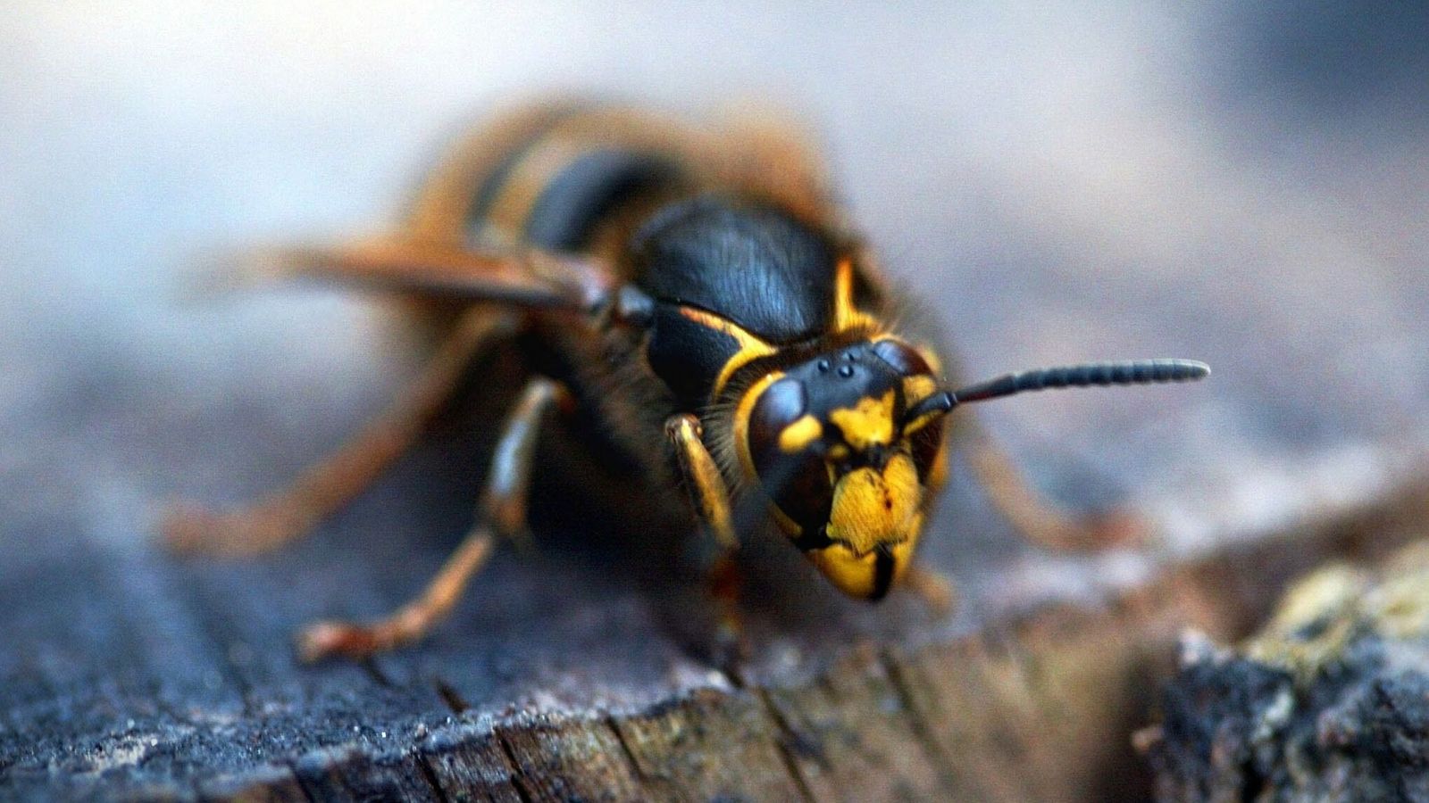 Tässäkö tehokkain tapa hoitaa ampiaisen pistoja kotioloissa? Ei tarvita  kuin vesipullo! 